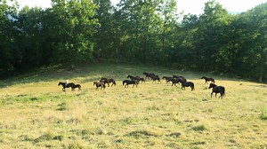 Elevage de Mérens à Caumont en Ariège (09) - Alegria