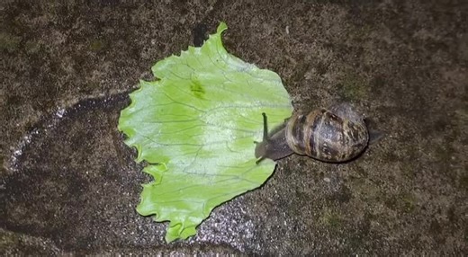 Snail Memes for Fenty Superbrand Day