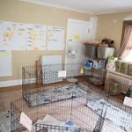 Volunteer Program Information – Safe Hands Rescue