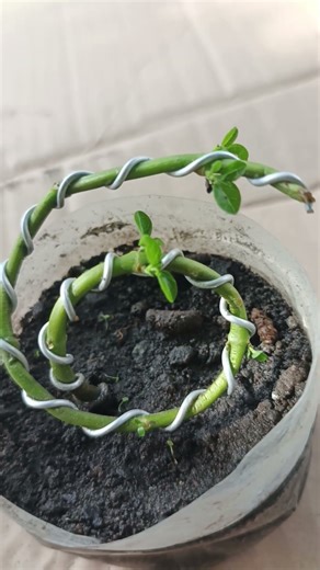 the tree trunk is twisting #bonsai #winatabonsai #sancangbonsai #caraperawatanbonsai #gardening #fyp