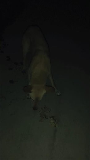 🐕🐕🐕🐕🙏🙏🙏