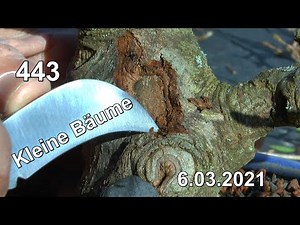 Kleine Bäume Mistel, Apfel, Bonsai Ahorn, Weißdorn, Linde, Weigelie, Forsythie im Frühling Schneiden