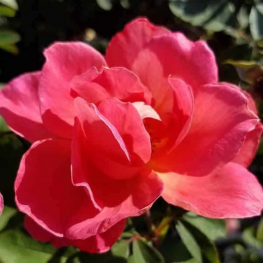 Coral Miracle™ Shrub Rose - Grown By Overdevest