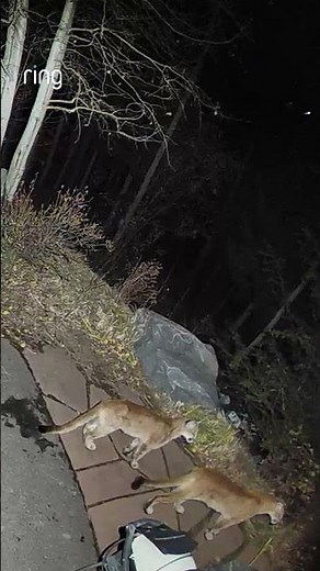 Living in an area with wildlife = checking your Ring before going outside...Jason is glad he did! 😯