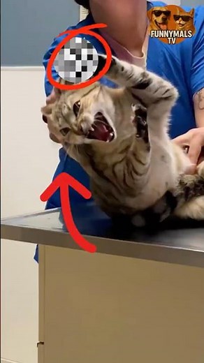 Vet Visits Gone Wrong… The Last One’s Wild #catshorts #cat #funny #pets #memes