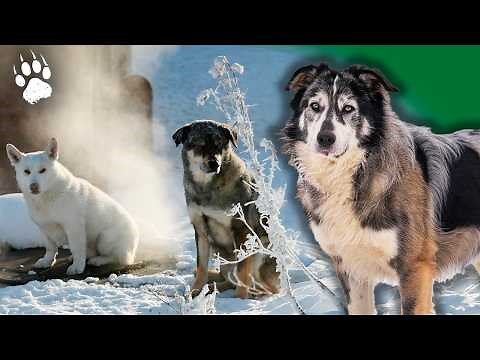 Russia’s Stray Dogs: Wolves in the City? 🐕🐺 | Wildlife Documentary
