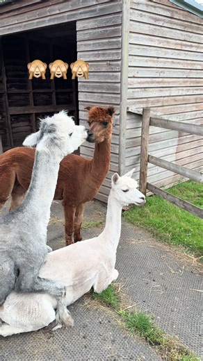 Preparing for Cria Season 2026: Alpaca Farming Tips