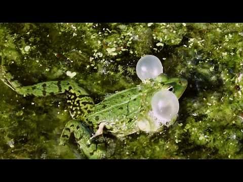Frog noises at the pond - frogs croak