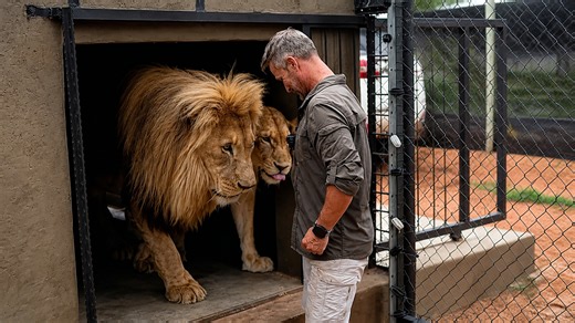 Two lions stepped into Kevin’s space