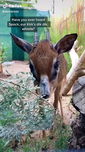 Spock's Nose Whistle: The Unique Alert Sound of Kirk's Dik-Dik