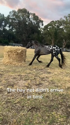 TheBeat Horse Amazing 🐎😅🤣🤣🤣🤣 #hoof #farrier #horse #hoofcare #farrierlife #hooftrimming #horses #horseshoe #farriersofinstagram #farrierwork #farriertools #farriery #equestrian #farriers #horseshoes #equine #horsesofinstagram #hufschmied #blacksmith #horsehoof #horseshoeing #hooves #farrierday #hoofprotection #equestrianlife #huf #laminitis #hooftrimmer #horseriding #pferdefotografie #farriersofinstagram #hooftrimming #equestrianlife #huf #hoofprotection #hufschmied | 104M Views