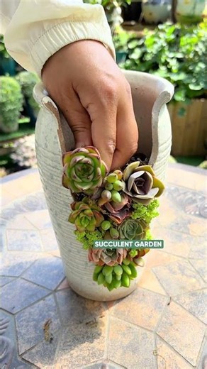 How to Make a Colorful Succulent Arrangement (Step-by-Step)