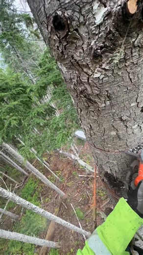 Out in the forest 🌳🪓 #chainsaw #asmr | Guilty of treeson