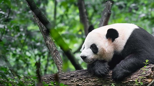 How endangered species have fared in 2025 — and what new ones made the list
