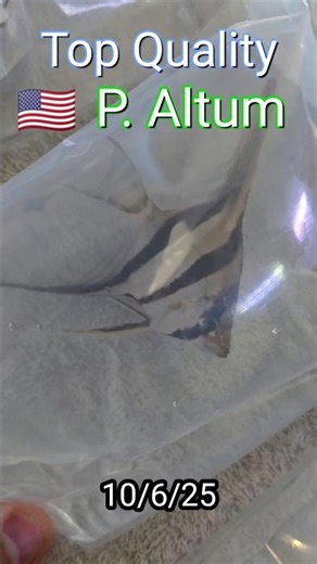 The Top Quality Tank Bred Altum Angelfish #aquarium #fishkeepinghobby #angelfish #altum