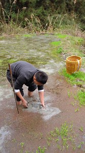 4.1M views · 46K reactions | Cooking up a story | Making "Farewell my concubine chicken" in a natural setting! | Village Life Adventure | Facebook