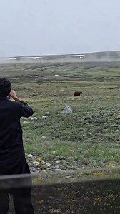 The Himalayan brown bear at Deosai National park Skardu 🏔️❤️😍 | Skardu tourism club