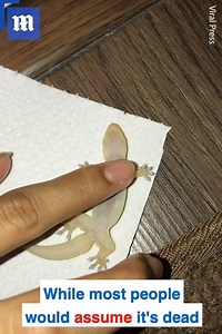 This lizard bounces back to life after receiving CPR! 😮🙌 via ViralPress Additional Clip via ViralHog | Daily Mail Video