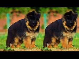 Show Quality Full Long Coat German Shepherd Puppy For Sale | Dark Colour | Heavy Bone | Fully Active