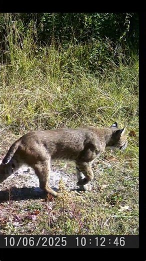 Bobcat Beauty in Midcoast Maine 🐾✨ #wildlife #nature #bobcat #mainewildlfie