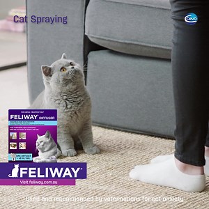 Have you come home to a wet cushion, wall or rug? Spraying can be a sign your cat is feeling stressed or anxious. Help create a calming environment for your cat with FELIWAY diffuser. Vet recommended. 30-day Money Back Guarantee. Available at pet stores, vets or online. | FELIWAY