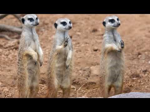 Grade 2 Life Skills Animal Homes