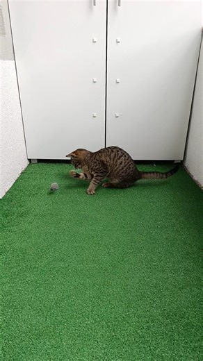 Cat vs Mouse: The Ultimate Fight 🐱🐭 #cat #cute #kitten #catkingdom #animals #funny #kitty #funnycats