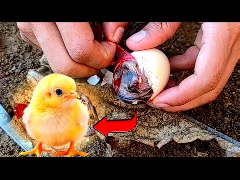 Saving the Chicks - Amazing !!!