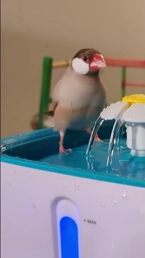 Java finch bath