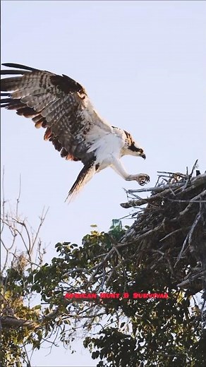 Incredible Bird of Prey! African Tribal Hunting Secret #wildlife