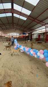 COMPRAMOS 1.000 GLOBOS Para Celebrar el Dia De Los ANIMALES Con Mis PERR0S | Jefferson Rescata