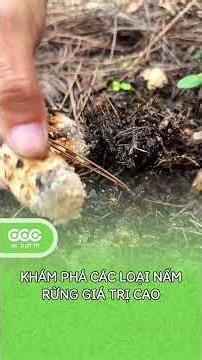Chia sẻ động lực từ những phản hồi tích cực về nấm hoang dã! #NấmHoangDã #ChiaSẻKiếnThức
