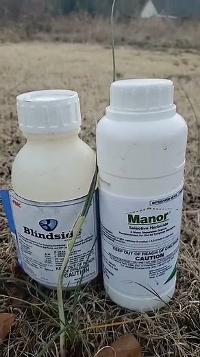 How to Kill Wild Onions and Wild Garlic in Your Lawn