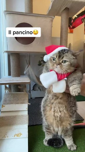 Festive Cat Dressed in Santa Outfit for the Holidays