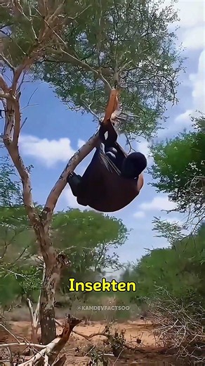 Why do some Africans sleep in thorny trees? 😱