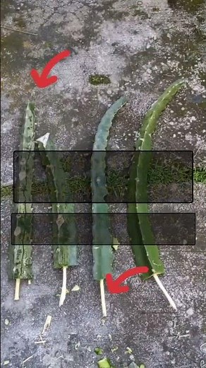 Tips dan Trik Menanam Buah Naga Agar Cepat Berbuah