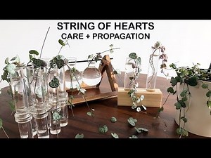 String of Hearts Care + Propagation | Houseplant Care Tips