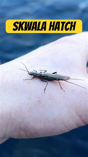 Fly fisherman rejoice! The spring hatches are starting #flyfishing #fishing #flyfishinglife