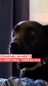 82K views · 2.4K reactions | In this episode of Cesar 911, I meet a...