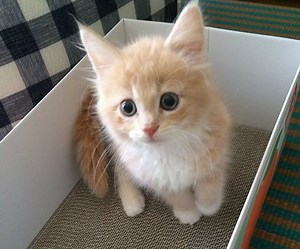 クリーム色の猫57連発！どんな種類がいる？みんなの愛猫の写真を一挙ご紹介 | ねこちゃんホンポ