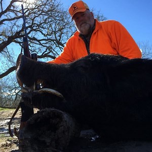 35K views · 264 reactions | HOG HUNTING: We are Over-Run with Hogs! Big Discounts ~ Now only $175/Day. 3 Day hunt includes unlimited Hogs! Free Meals/Lodging! Also register for the monthly Hog Hunt Drawing @ www.huntingtexashogs.com/hunts | Independence Ranch | Facebook