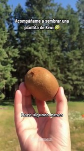 Cómo sembrar kiwi🥰😍 #huertoencasa #huertourbano #huertaorganica #cursodehuertaorganica #comidaorganica | La Huerta Orgánica