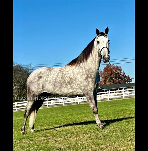 16.1HH 4YO REGISTERED TENNESSEE WALKING HORSE GELDING￼ 🔹𝙇𝙞𝙜𝙝𝙩 𝙊𝙛 𝘿𝙞𝙭𝙞𝙚: 𝘝𝘦𝘳𝘴𝘢𝘵𝘪𝘭𝘦 𝘎𝘦𝘯𝘵𝘭𝘦𝘮𝘢𝘯 & 𝘍𝘪𝘦𝘭𝘥 𝘛𝘳𝘪𝘢𝘭 𝘚𝘢𝘧𝘦 ￼ 𝘛𝘰 𝘴𝘦𝘦 𝘩𝘪𝘴 𝘤𝘶𝘳𝘳𝘦𝘯𝘵 𝘣𝘪𝘥 𝘱𝘳𝘪𝘤𝘦, 𝘩𝘦𝘢𝘭𝘵𝘩 𝘥𝘰𝘤𝘴 𝘰𝘳 𝘵𝘰 𝘴𝘤𝘩𝘦𝘥𝘶𝘭𝘦 𝘢 𝘷𝘪𝘴𝘪𝘵. 𝘊𝘭𝘪𝘤𝘬 𝘰𝘶𝘳 𝘴𝘪𝘵𝘦…https://classichorseauction.com/auctions/grey-tennessee-walking-horse-gelding-light-of-dixie/ ⏰ 𝗕𝘂𝘆 𝗡𝗼𝘄 𝗔𝘃𝗮𝗶𝗹𝗮𝗯𝗹𝗲 / 𝗔𝘂𝗰𝘁𝗶𝗼𝗻 𝗘𝗻𝗱𝘀 12/2 📞 Justin Jenne’ 931-224-2968 📞 Mike 