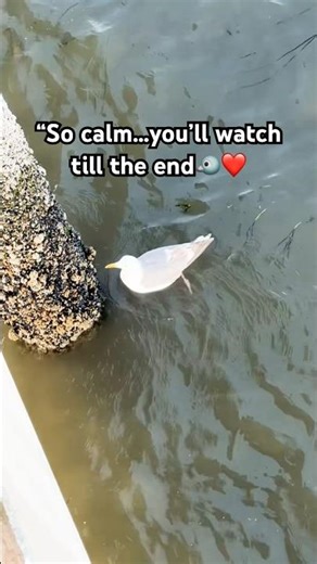 “Beautiful Canadian Bird Swimming in Water 🐦🌊 | Peaceful Moment 🇨🇦”#shorts #view #travel #nature