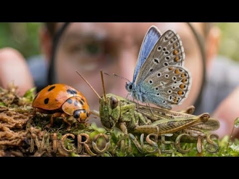 Extreme adventure | Micro Insects | Hunting Insects