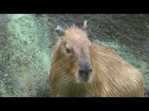Magical and Awesome Sound of Capybaras Singing