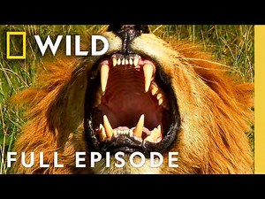Battle Ready (Full Episode) | Animal Fight Night Compilation | Nat Geo Animals