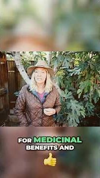Natures Medicine: Fig Leaves Heal Lungs, Skin & More!