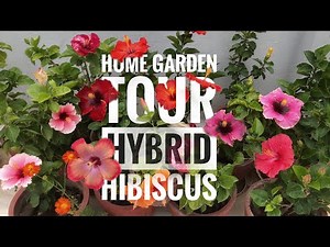 MIND-BLOWING Hybrid hibiscus Collection! 🌸 Home garden Tour | STUNNING Flowers | #flowers #garden