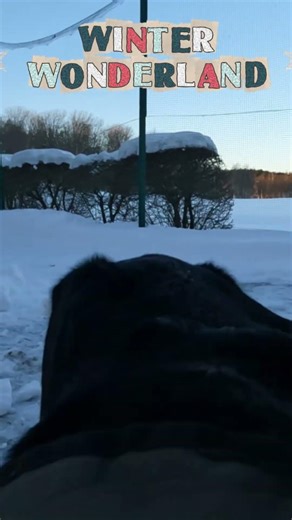 1️⃣2️⃣ GoPro Buddy = Best Camera Angle 🎥🐕